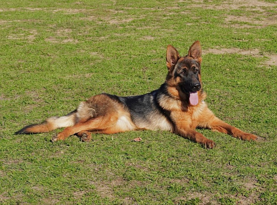Femeluta Ciobanesc German de top cu arbitraj