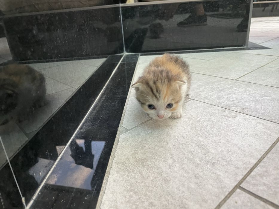Скотиш фолд мушукчалар сотилади 7 та