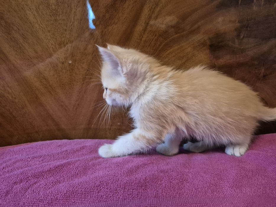 Отдадим котят (мальчики)