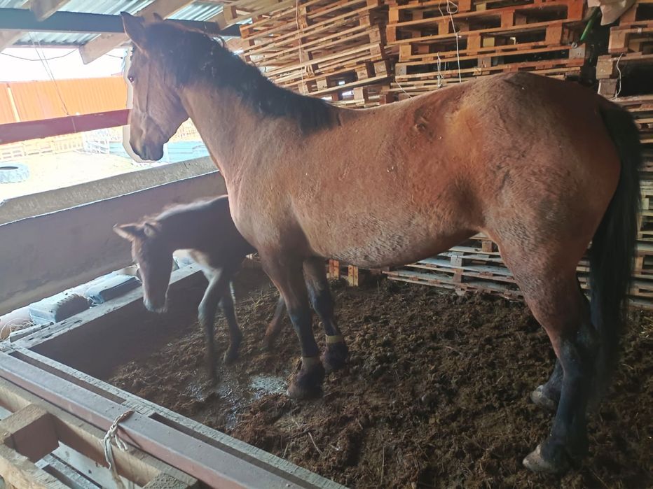 Құлынды биелер сатылады