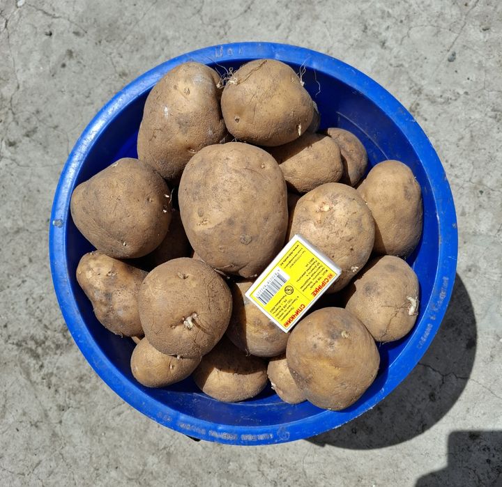 Продам картофель дачный, вкусный.