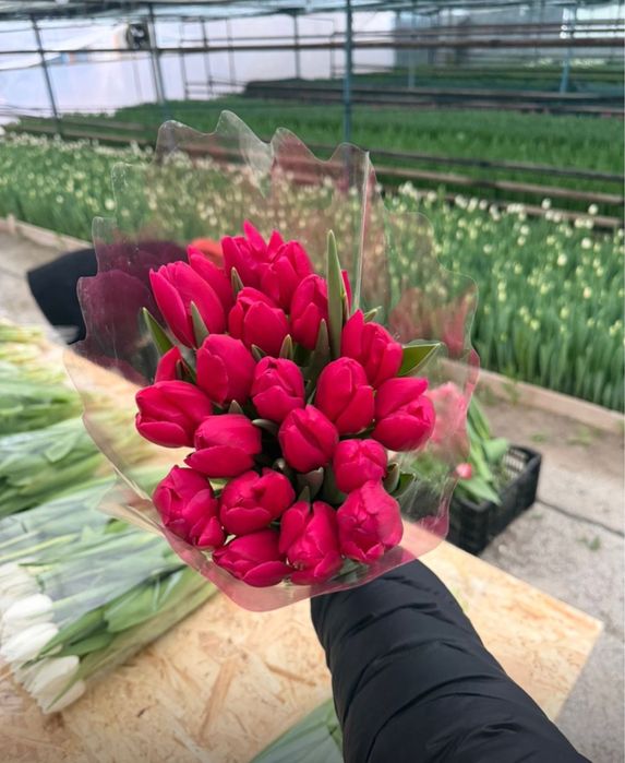 Тюльпаны  красивые