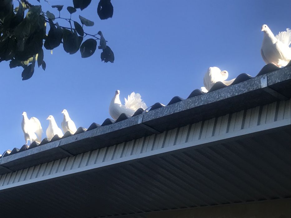 Голуби павлины и белые голоножки.