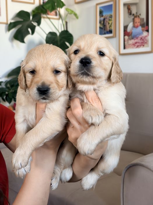 Кученца голдън ретривър