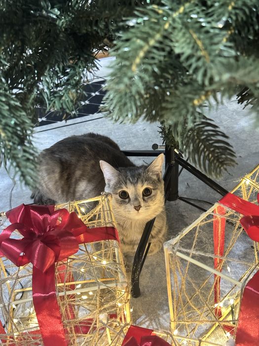 Продаю кошку 1,5 года