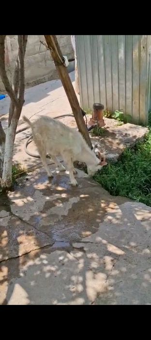 Орыс теке лак сатылады