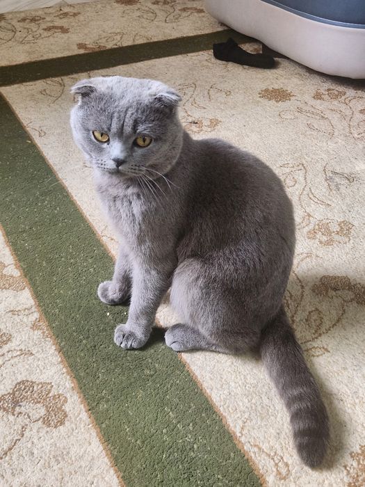 Skotish ful sotiladi