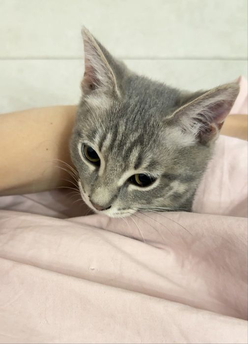 Котенок мальчик в семью