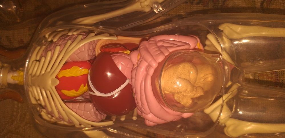 Colectia completa Corpul Uman