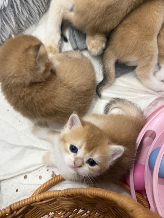 Золотые шиншиллы шоу класса