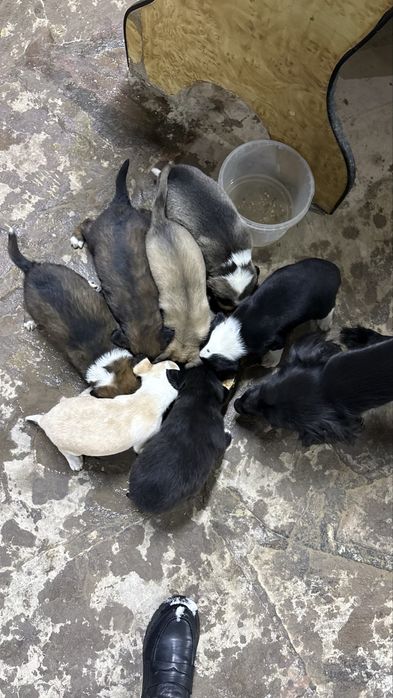 1 айлық күшіктер…