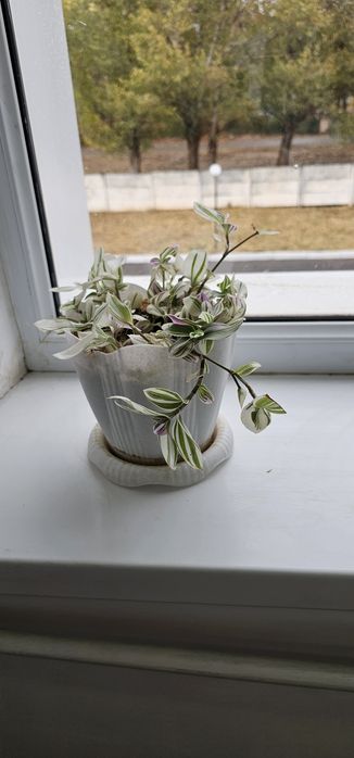 Комнатные цветы.