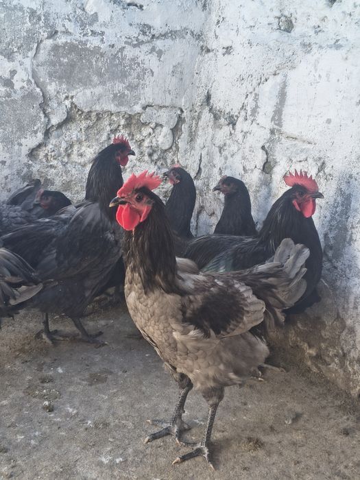 Vând cocoși Austrolop
