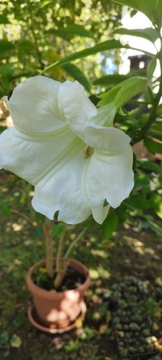 Plante, brugmansia, Trompera