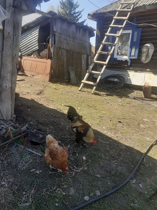 Продам годовалого петуха