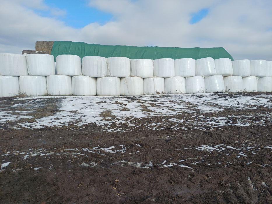 Baloti lucerna infoliati