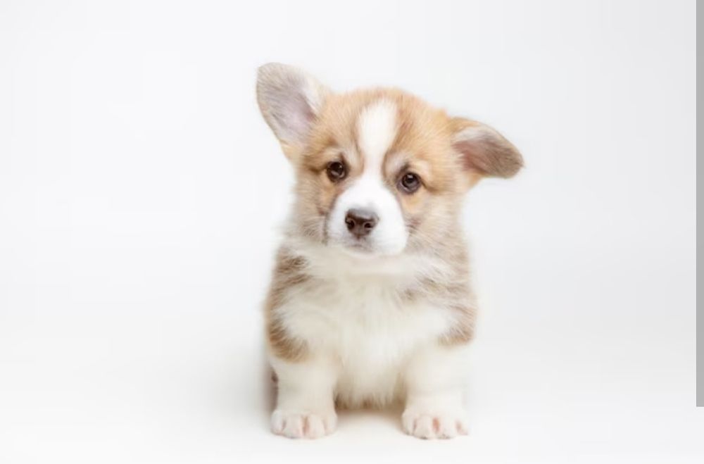 Шикарные малыши корги