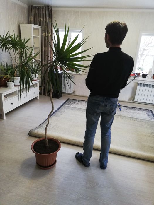 Цветы комнатные в горшках