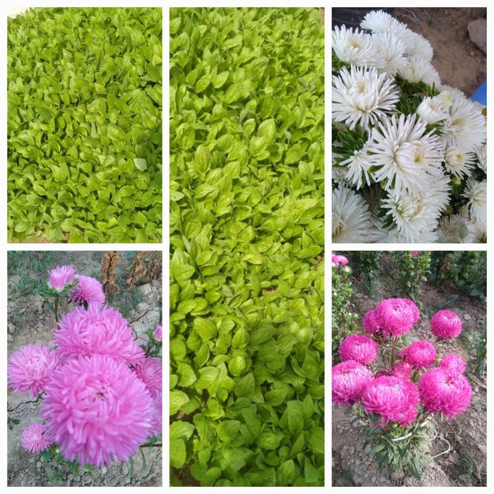 Toza Astra koʻchatlari bor