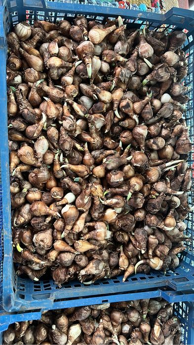 Bulbi narcise galbene