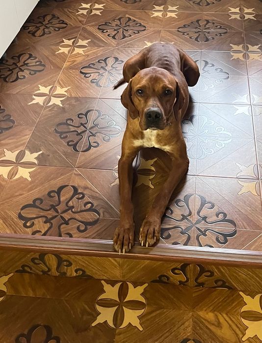 Собака породы Пойнтер