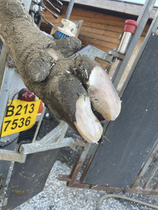 Servicii podotehnie (Curatat copite vaci)