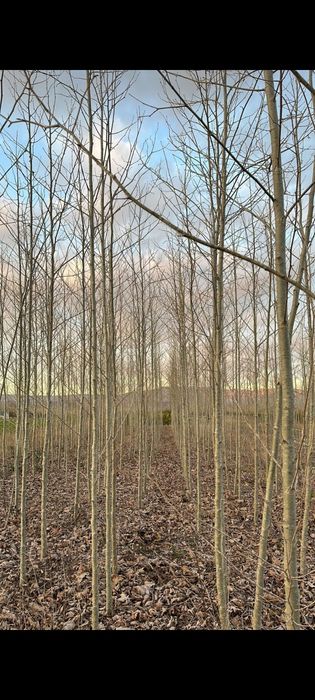 Tei, Platan, Mestecan, Salcam, Brazi ,Tuia ,Artari etc.