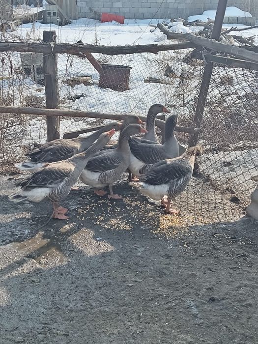 Продам гусей 2 шт самцы 10тыс за одного