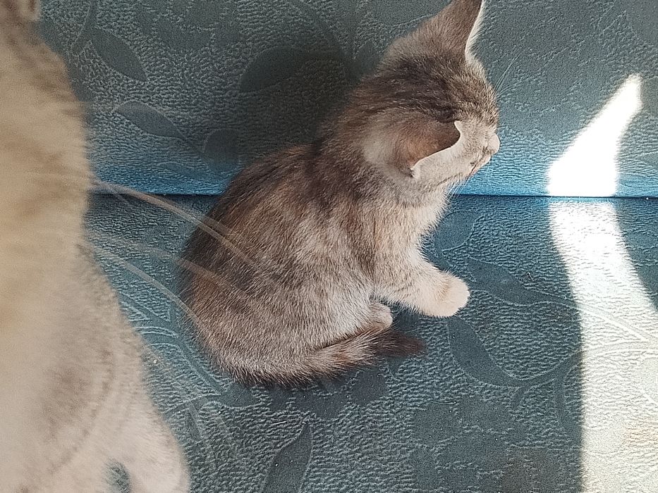 Отдам котят помесь бенгалки