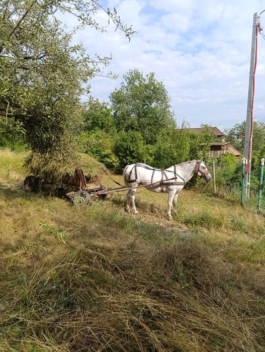 Iapa de 8 ani de vanzare