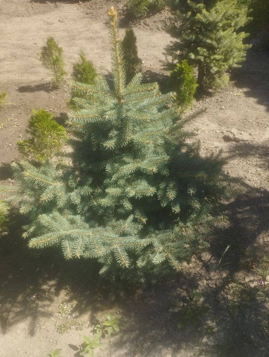 Бонсай и  прочее