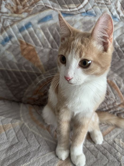 Кот 5мс бесплатно