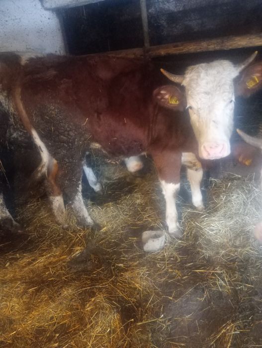 Vând junincă  balțată