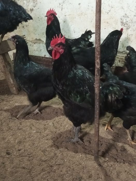 Яйцо инкубационое