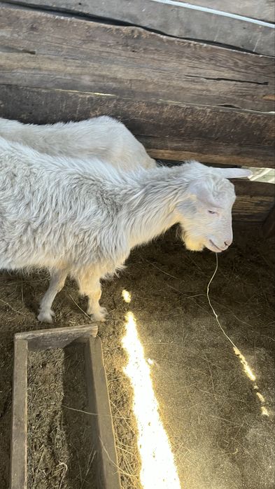 Зааненская ешкілер сатылады сүтті