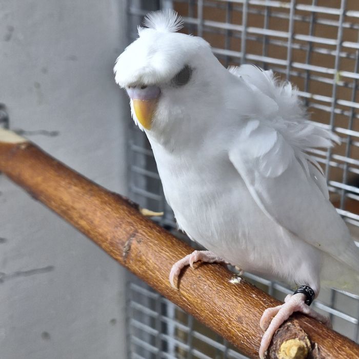 Продам попугая хагоромо птенцы