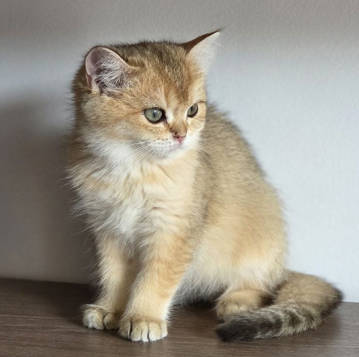 Fetita british shorthair