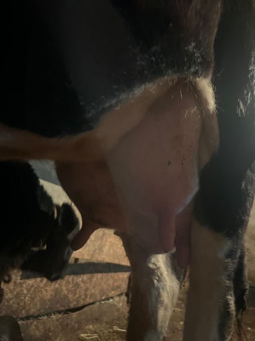 Корова с теленком