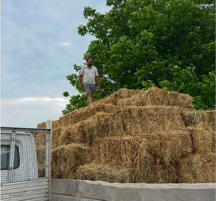 Baloti lucerna prima coasa!