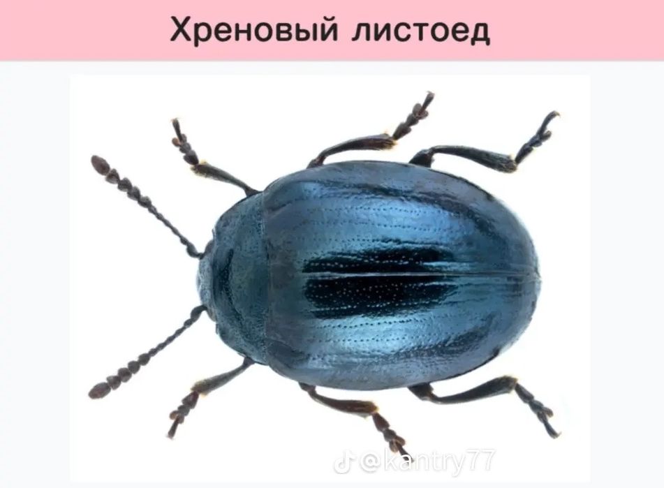 Продаю дрова по кз