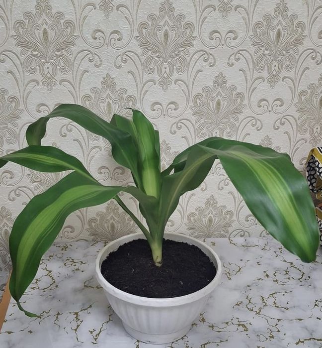 Продам пальму цветок