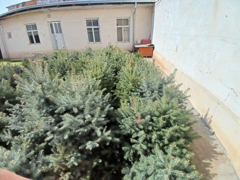 Archa sotiladi narxi telda gaplashiladi