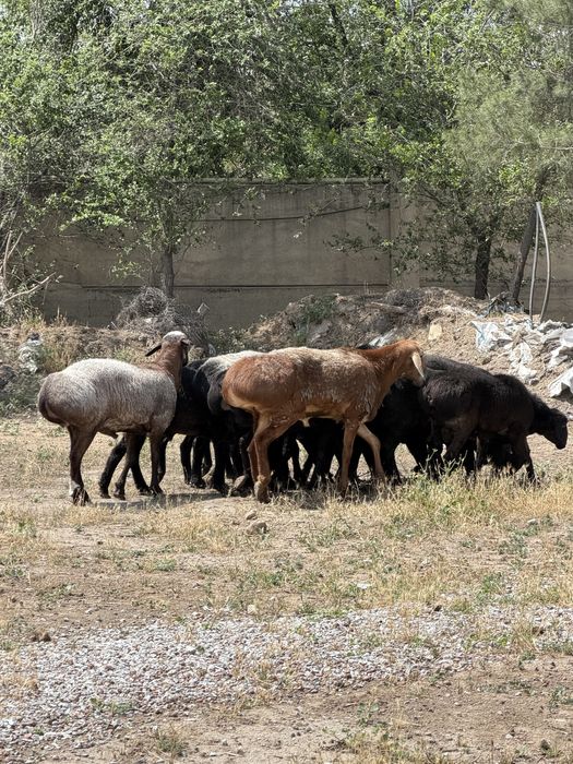 Қўчқор қурбонликка