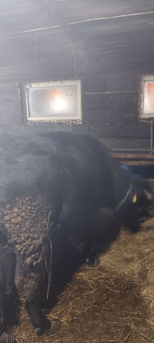 Продам бычка годовалого