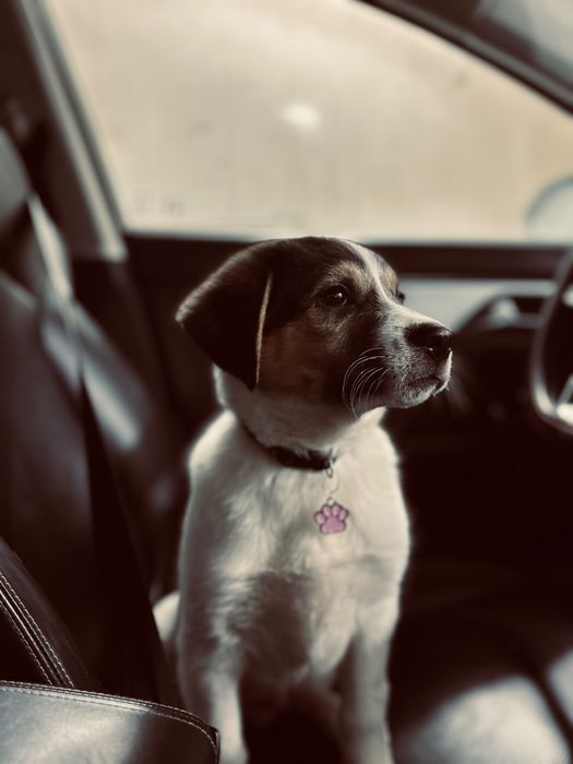 Щенка в хорошие руки