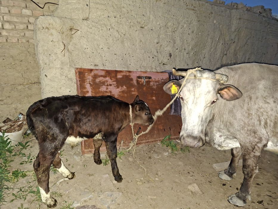 Бұзаулы сиыр сатылады