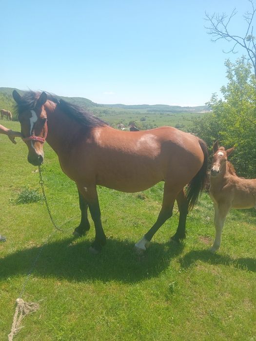 Vnd iapă cu manza de 2 săptămâni