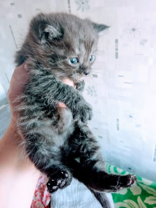 Отдам котёнка от шотландской