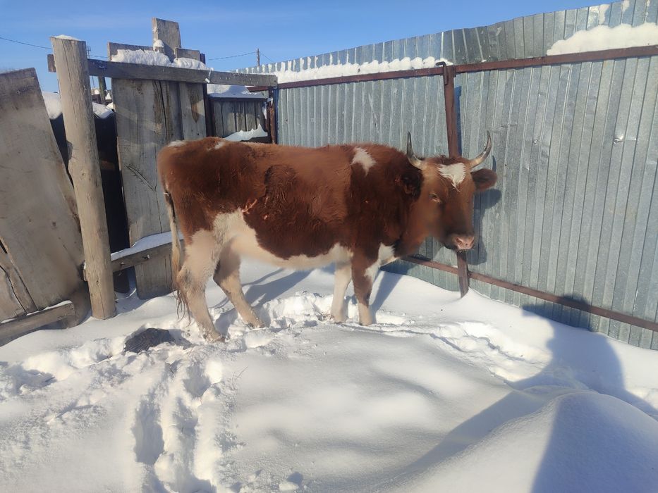 Продам две стальные коровый