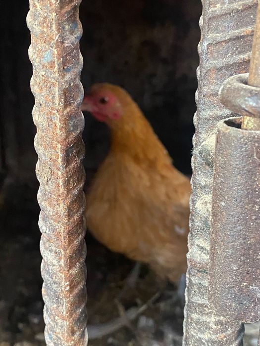 Продам карликовых курей